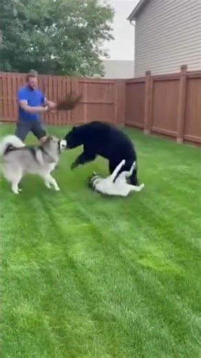 The Heroic Father: Dad Saves Family Dogs from Bear Attack! 😱 #BearAttack