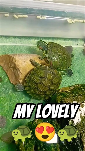 Red Eared Slider Turtles in Action 🐢🔥 | Cute & Active Moments