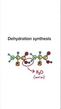 Structure and Levels of Proteins with Rewind Biology #biology