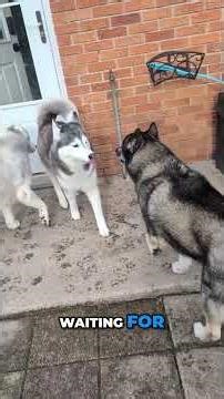 Snow Day Surprise for the Dogs! April Snow in Northern Michigan!