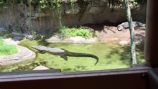 Jambo TPR! How many of our followers love taking a trek through Africa on Kilimanjaro Safari at Walt Disney World Animal Kingdom? | Theme Park Review