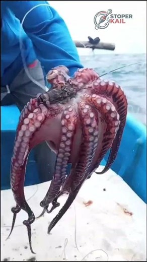 Monster Octopus Attacks the Fishing Rod! 🎣🐙 #shorts