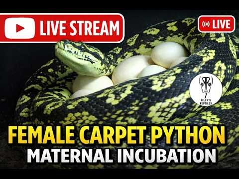 Carpet Python Nest Cam Live Stream