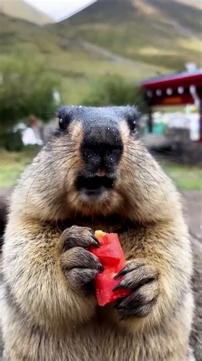 Burrow and chill 😌 #WoodchuckDays #NatureChill #CritterMood