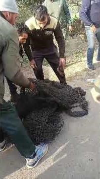 Samba: Leopard Captured In Nangal Village