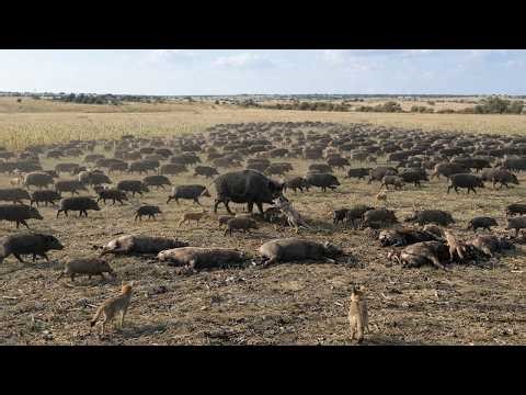 WILD BOARS Are VANISHING in Droves… What Scientists Just Found Is SHOCKING