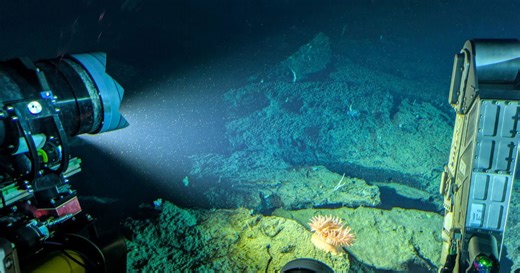 Scientists finally identify mysterious 'golden orb' found on the ocean floor