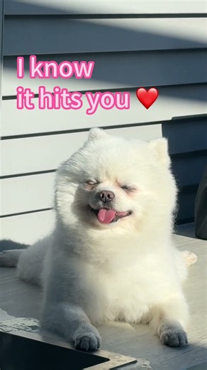 POV: Your Pom hits you with the 😛 smile... 🥹💖 #pets #puppy #pomeranian #mydog #cutedog #mypuppy