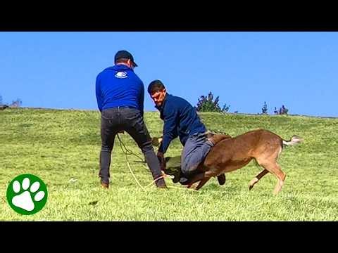 Animal Rescue Suddenly Turns Into a Wrestling Match