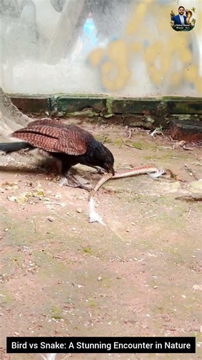 Bird vs Snake: A Stunning Encounter in Nature #snake #wildliferescue #wildlifeentertainment