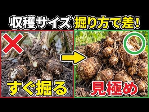 【初霜まで待つと手遅れ】里芋が腐る前に見るべき「収穫サイン」と正しい掘り方