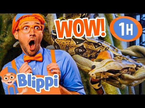 Blippi Visits the Zoo 🦁 Learn Zoo Animals with Blippi 🐵 Animals for Kids | After School Club