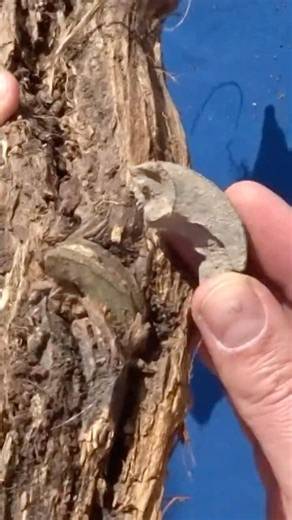 Shrapnel from a WWII American artillery fuze embedded in an old piece of wood -Battlefield forensics