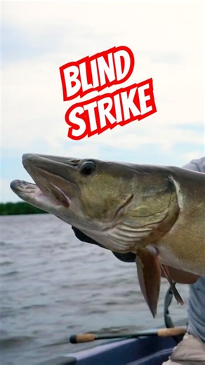 BIG Musky Strikes Out of NOWHERE! 😱😱😱#fishing #muskyfishing #musky #muskie #strike #gameon #esox