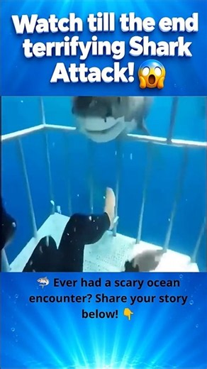 Watch till the end terrifying Shark Attack! Diver’s Cage Is the ONLY Thing Between Him and the Shark