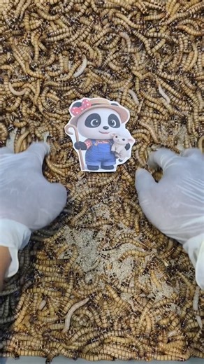 Part 238 : Babybus vs Mealworm | Experimental Battle! #experiment #mealworm #shorts