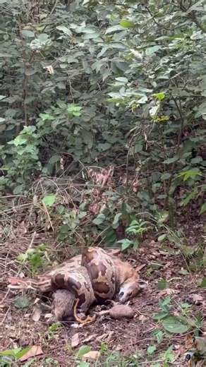 python prey on coyote