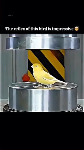 Crushing Bird Spikes Under Hydraulic Press 💥