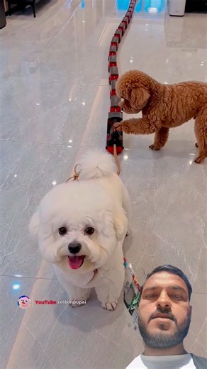 The cutest little train surprise!#cute #pets #poodle #cutedog #animals #funny #funnydogs #puppy