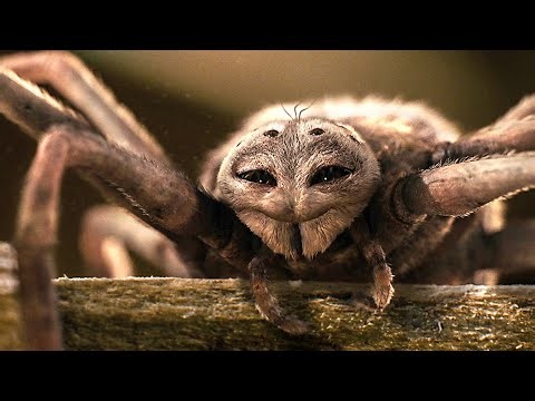The Death of Charlotte the Spider | Charlotte's Web | CLIP