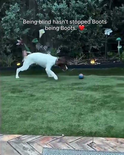 Boots is 100% blind but watch him play fetch