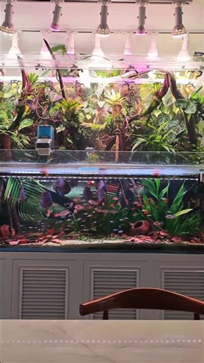 Discusfish Paludarium