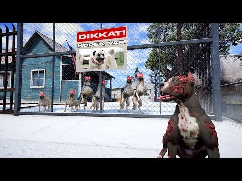 PİTBULL TERMİNATÖR 5 ANADOLU SİVAS KANGALIYLA BOĞUŞUYOR! - GTA 5