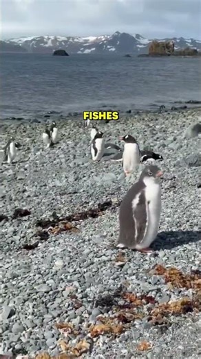 Penguin Shenanigans #animalvoiceover #funny #penguin