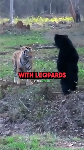 Why Sloth Bears Are Superior To Grizzly Bears! 😱😱