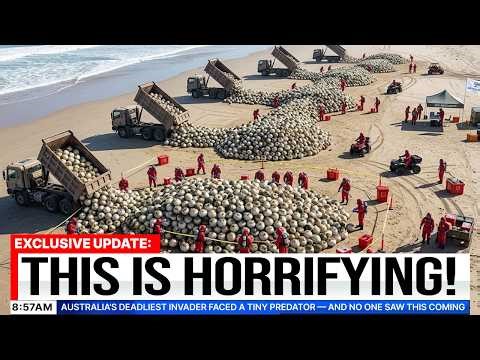 Australia’s Deadliest Invader Faced a Tiny Predator — And No One Saw This Coming
