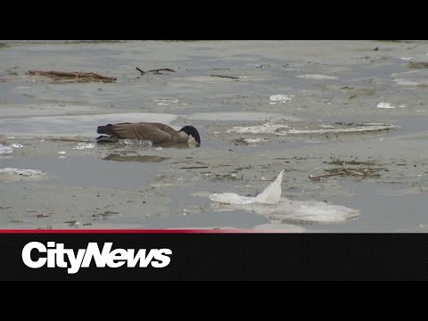 Bird flu confirmed in geese found dead in Whitby