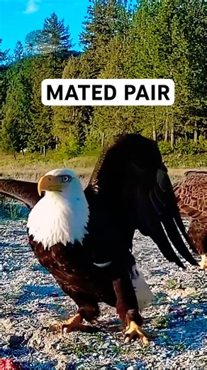 Two Bald Eagles Inches Apart | Trail Cam Close-up — Then One Took Off