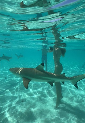 Most insane experience of my life #tahiti #shark | shark