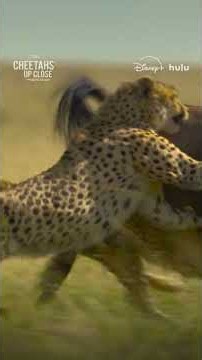 For these cheetahs, even a successful hunt can still end in failure. #CheetahsUpClose