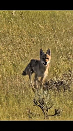 Close Range Coyote Hunt | No Miss #hunting