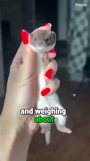 Least Weasel Smaller Than Your Hand 🦡😍