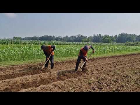 SMART FARMER MAKES PERFECT GARDEN BEDS WITH SIMPLE TOOLS | SATISFYING FARMING - agricultural