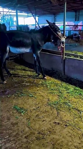 Funniest Donkey Ever Donkey Training the fun way 78