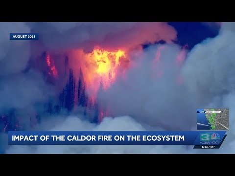 Researchers examine impact of the Caldor Fire on ecosystem