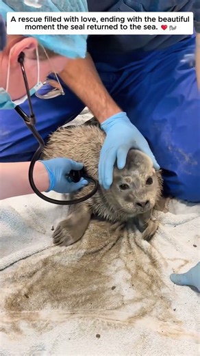SealRescue #AnimalRescue #SaveWildlife #SealRehabilitation #BackToTheOcean #HopeForAnimals