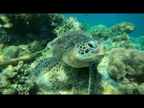 Spotted a turtle @ Mabini, Batangas 27-Dec-2025