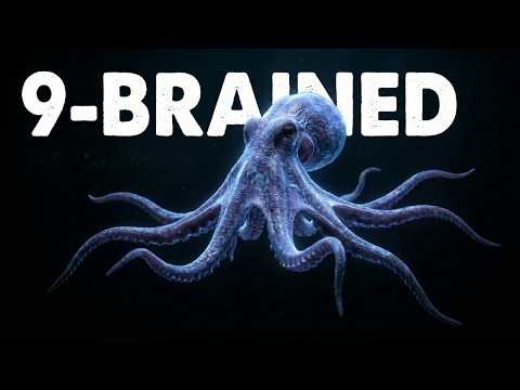 Are Octopuses Really Aliens? The Ocean’s Most Mysterious Intelligence