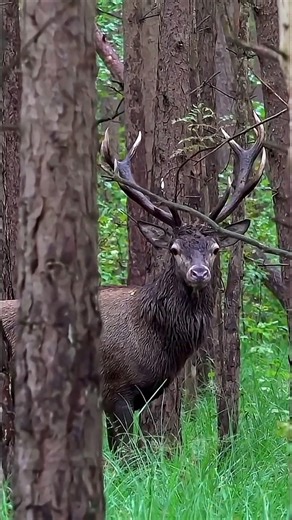 Sika Deer Down in a Flash | Quick Hunting Shot #SikaDeerHunting #DeerHunting #HuntingUSA #wildlife