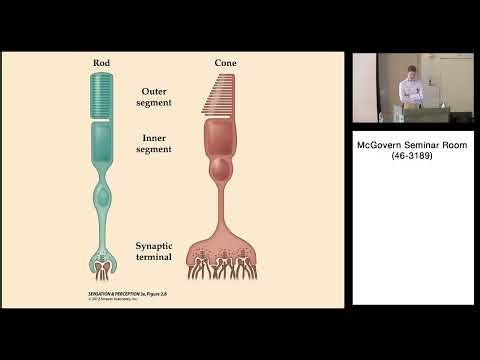 7: The Eye and Retina
