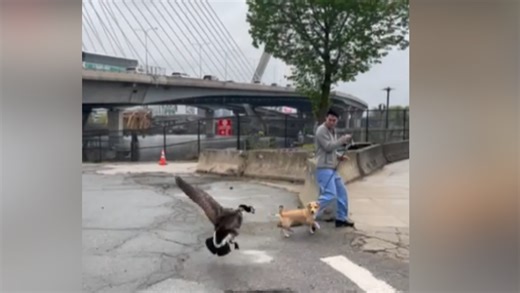 Puppy wins hearts after viral goose attack caught on video