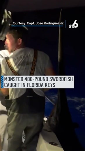 Monster 480-pound swordfish caught in Florida Keys
