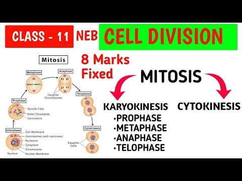 Mitosis | Fixed 8 Marks Long Question | NEB | Class 11 Biology | Cell Division | Mero Tutor