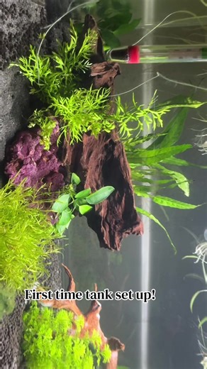 Hello!! After what felt like months of research, this is my 76 litre (20 US Gallon) tank. I plan to add a Betta & Kuhli Loaches once it’s fully cycled! My cycle process has involved a small piece of already cycled filter medium from another tank (not mine this is my first tank) and I am doing a food cycle. I do have more plants from EBay on the way and I am planning on getting a better, full spectrum light. What do we think! Thank you in advance for any potential feedback 🐟 #naturalaquascape #f