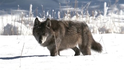 Scientists work to decode wolf howls in Yellowstone with AI technology