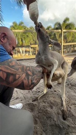 The Amazing Kangaroo